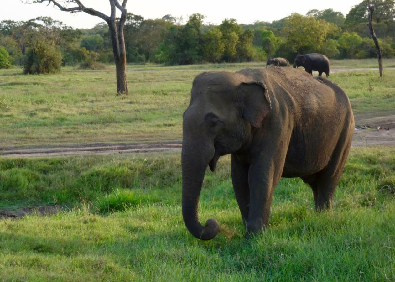 Homestay Camping Anuradhapura Eksteriør bilde