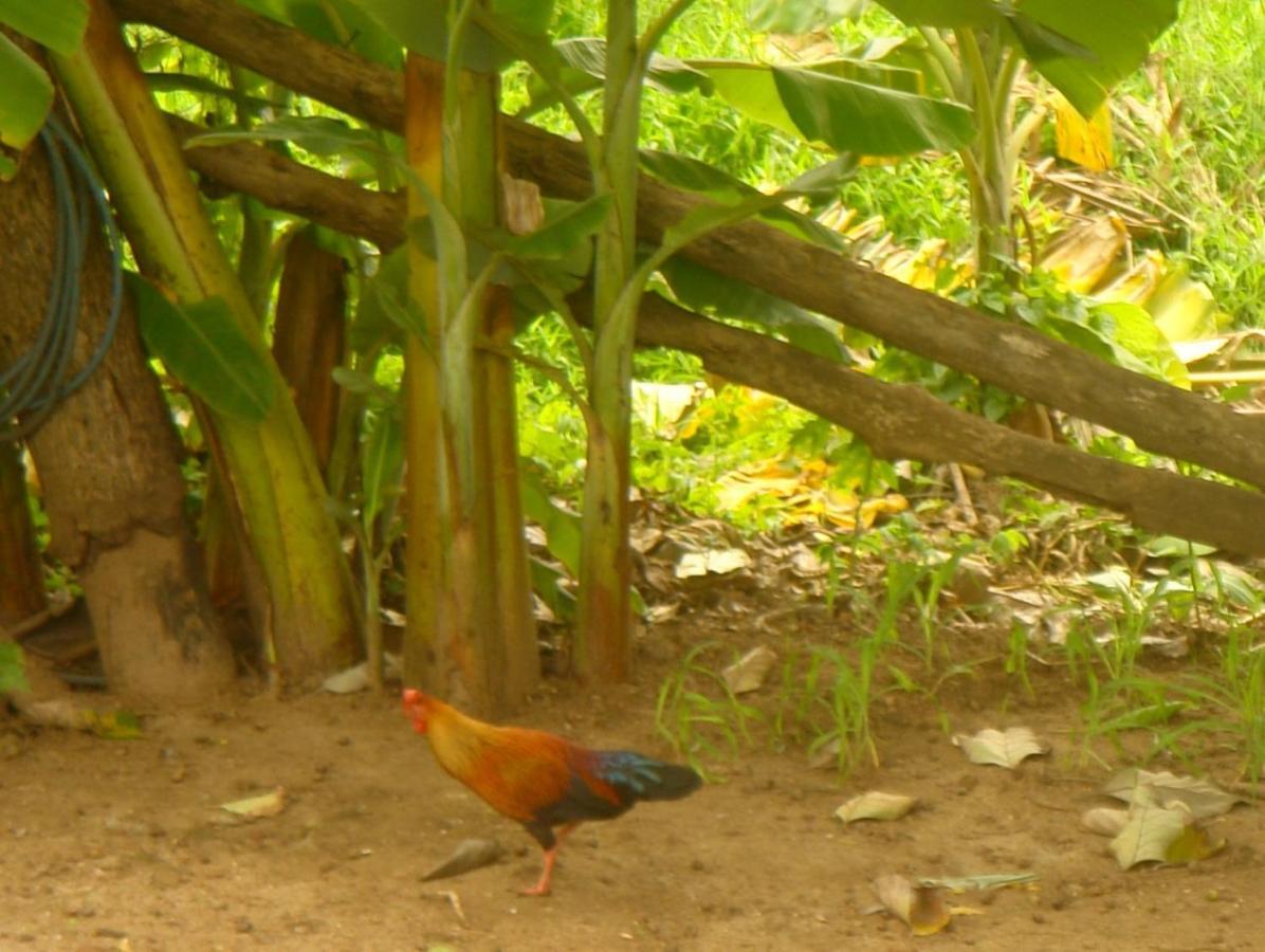 Homestay Camping Anuradhapura Eksteriør bilde